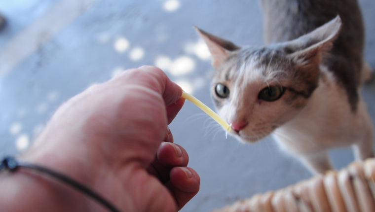 Katze frisst Nudeln