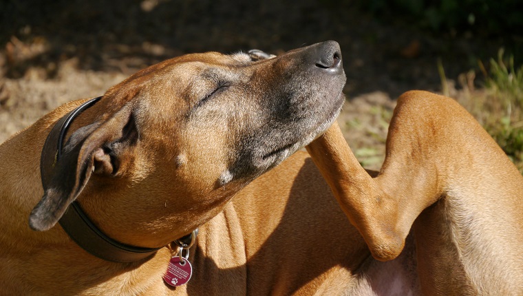 Seborrhoe bei Hunden Symptome, Ursachen und Behandlungen Haustiere Welt