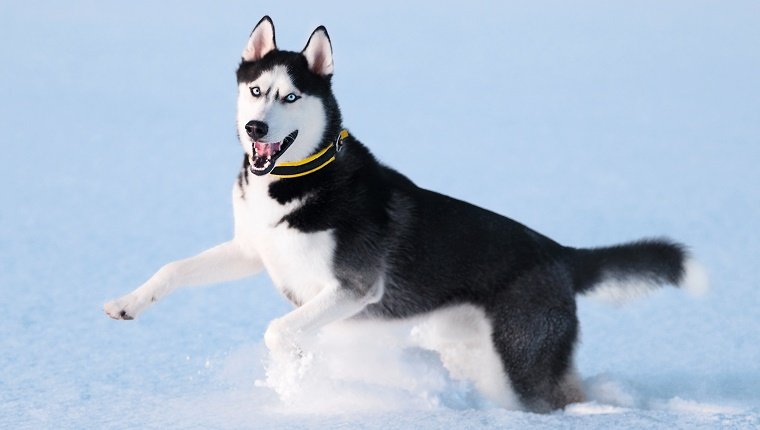 Mythos 1: Fell schützt alle Hunde vor Kälte