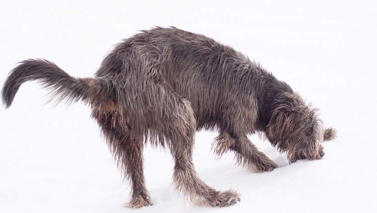 Mythos 2: Hunde können nur Schnee essen, wenn sie durstig sind