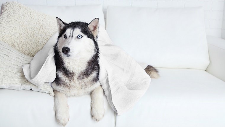 Mythos 7: Hunde können überschüssigen Schnee selbst vom Fell entfernen