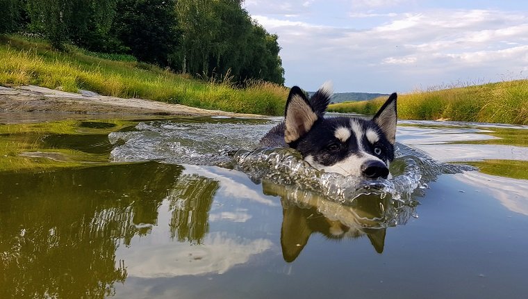 Hund auf See gegen Himmel