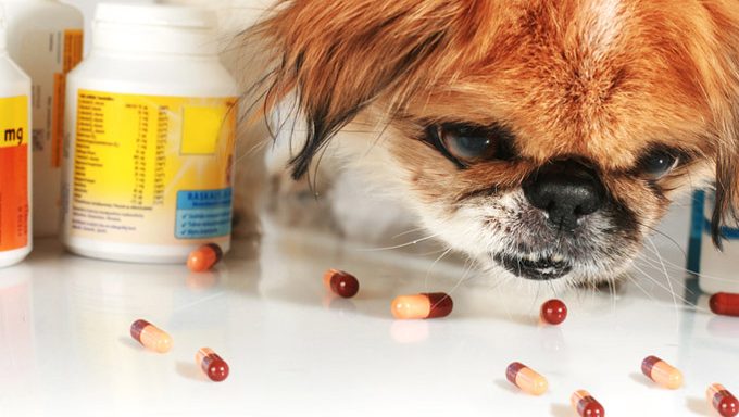 Hund, der Pillen betrachtet