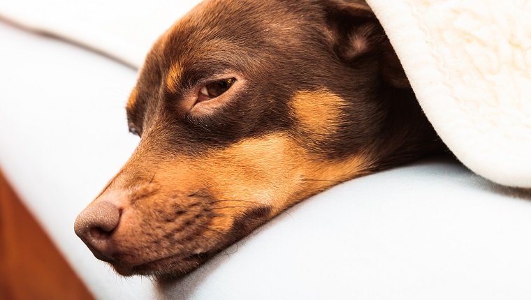 Tiere zu Hause. Dackel Chihuahua und Shih Tzu gemischter Hund entspannen schlafend auf dem Bett unter Wolldecke drinnen