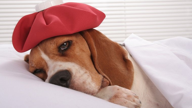 Netter kranker kleiner Hund, der im Bett mit Eisbeutel auf ihrem Kopf liegt Einige andere verwandte Bilder: