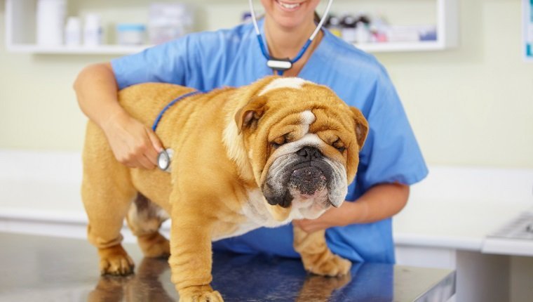 Aufnahme eines jungen Tierarztes, der eine große Bulldogge untersucht, die auf einem Untersuchungstisch sitzt