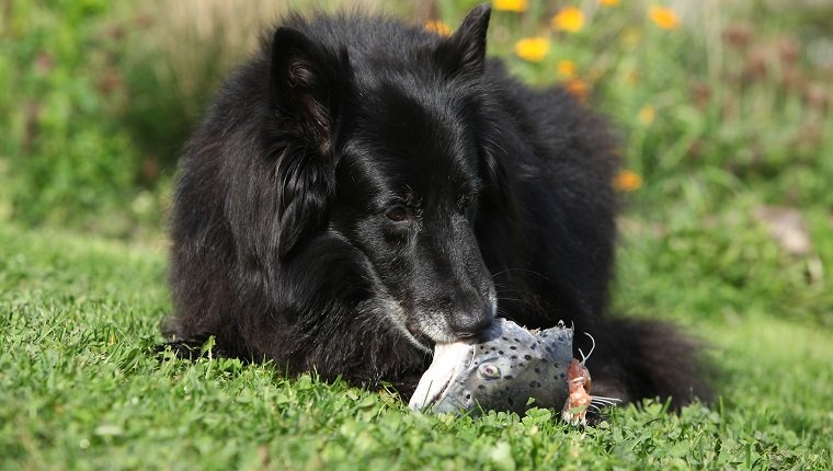 Hungriger Hund, der frischen Fisch im Garten isst