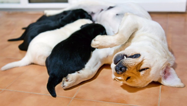 Bild eines glücklichen Labrador Retriever-Mutterhundes, der ihre Welpen pflegt