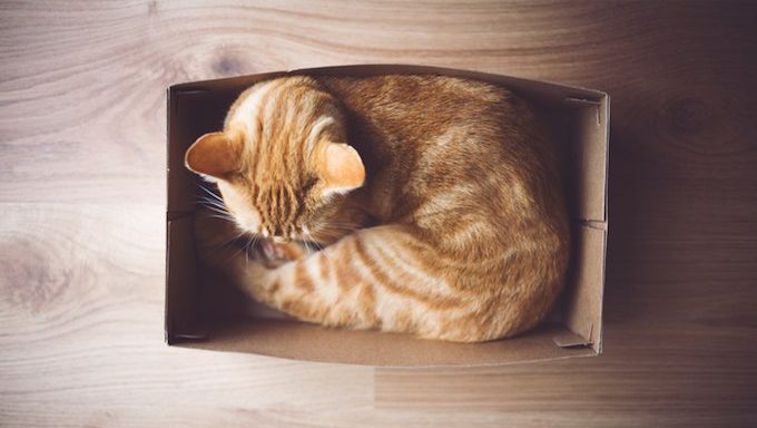 Katze liegt in einer Kiste