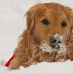 Close-Up Of Dog During Winter