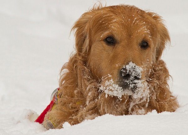 Close-Up Of Dog During Winter