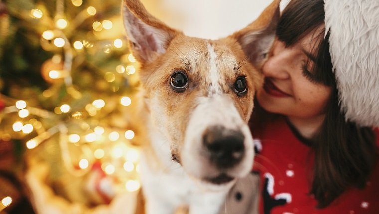 glückliches Mädchen in der Weihnachtsmannmütze, die mit niedlichem Hund auf Hintergrund des goldenen schönen Weihnachtsbaumes mit Lichtern im festlichen Raum umarmt. familienwarme atmosphärische Momente. Winterferien