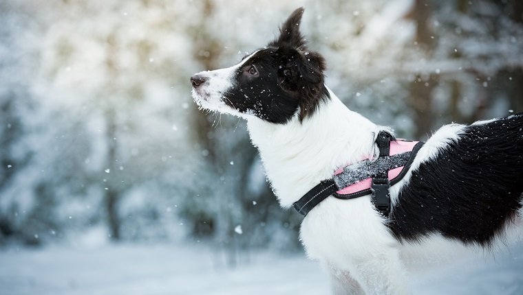 Schwarzweiss-Hund, der im verschneiten Wald spielt und das Wetter genießt. Schöne Winterlandschaft mit Bäumen im Schnee.