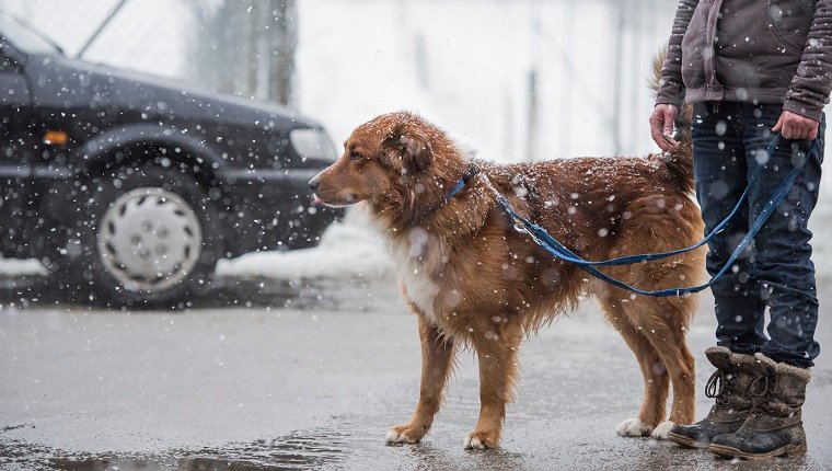 Frau mit Hund gehen im Winter auf der Straße
