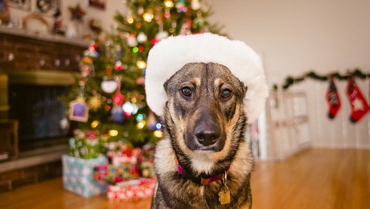 A mixed breed German Shepherd dog sits in front of a Christmas tree wearing a fur-trimmed Santa hat.