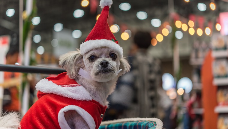Süßer Hund so niedliche Mischling mit Shih-Tzu, Pommerschen und Pudel, die etwas mit Weihnachtsmannkleid und -hut in den frohen Weihnachten und in der Neujahrsfeier mit leichtem Bokeh suchen