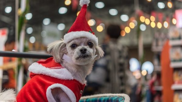 Sweet dog so cute mixed breed with Shih-Tzu, Pomeranian and Poodle looking something with santa claus dress and hat in merry christmas and new year celebration with light bokeh