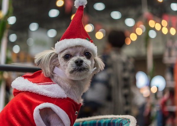 Sweet dog so cute mixed breed with Shih-Tzu, Pomeranian and Poodle looking something with santa claus dress and hat in merry christmas and new year celebration with light bokeh
