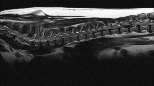 MUNICH, GERMANY - OCTOBER 18: MRI of a dog with a big herniated disc (ruptured disc) on October 18, 2010 in Heidelberg, Germany.