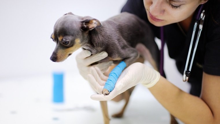 Female veterinarian doctor during work in veterinary clinic. Little dog with broken leg in veterinary clinic