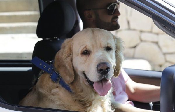 driving with dogs, golden retriever riding shotgun