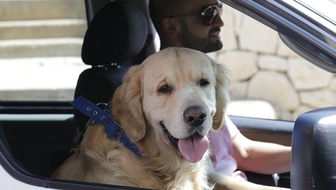 driving with dogs, golden retriever riding shotgun