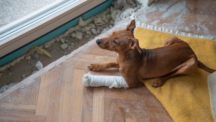 A dog with broken leg in casts looking out the window. Fractures require veterinary treatment.