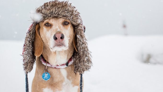 älterer Hund im Schnee mit Wintermütze