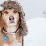 senior dog in snow with winter hat