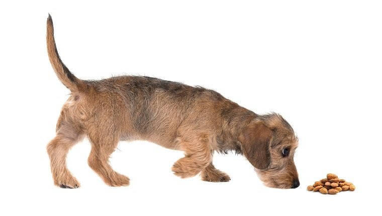 Young wirehaired dachshund sniffing around seen from the side isolated on a white background