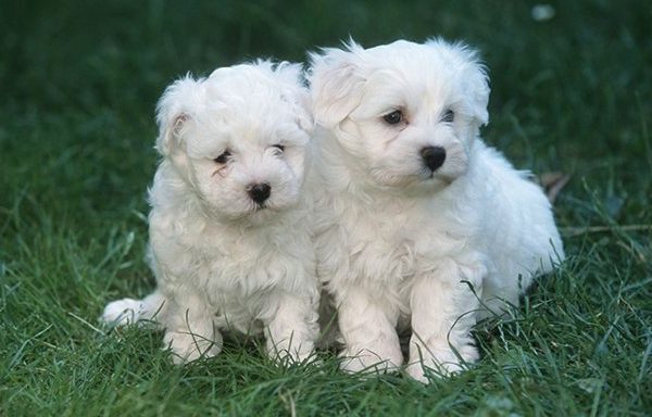 two maltese puppies on grass