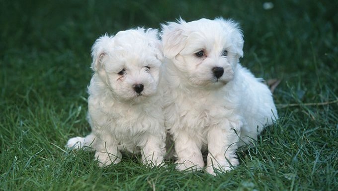 two maltese puppies on grass