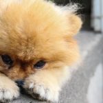 pom puppy with head in paws