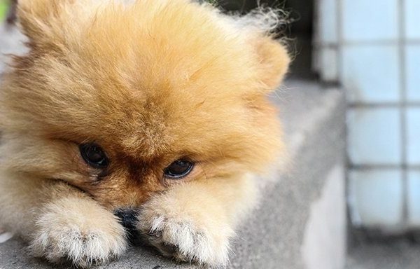 pom puppy with head in paws