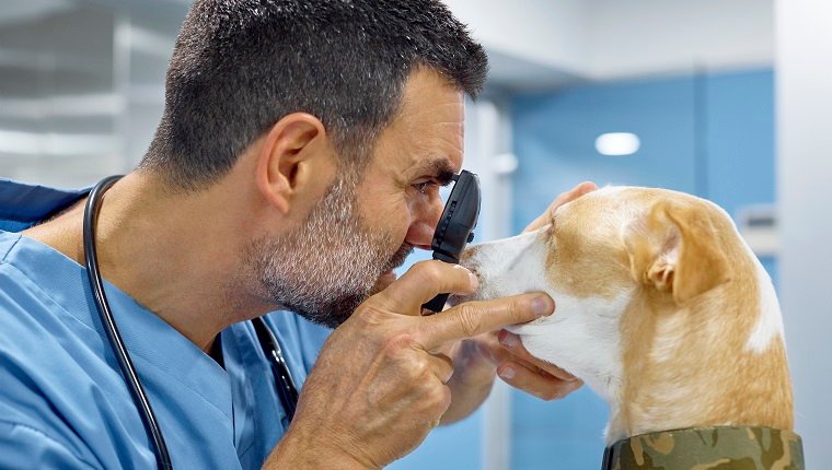 Seitenansicht des reifen Tierarztes, der das Auge des Hundes durch das Ophthalmoskop untersucht. Arzt, der eine ärztliche Untersuchung am Haustier durchführt. Sie sind in der Tierklinik.