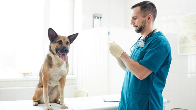 Tierarzt mit Hund auf medizinischem Tisch