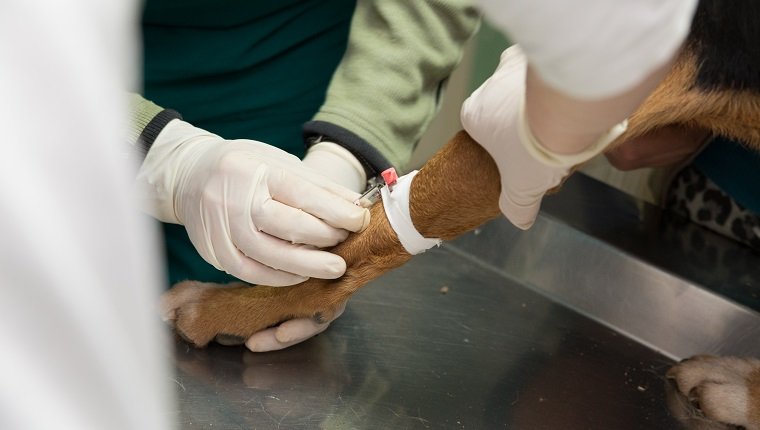 Tierarzt, der einen Hund aus einem Tierheim untersucht. Bluttest
