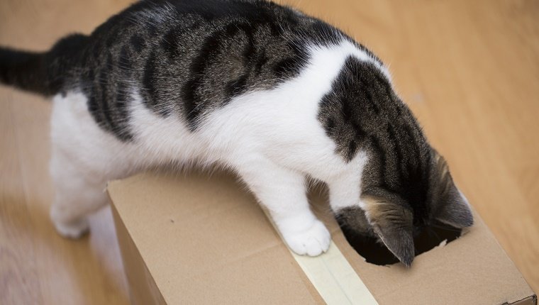 Katze spielt mit Pappkarton
