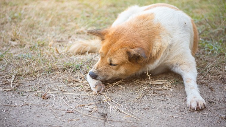 Pyodermie bei Hunden Symptome, Ursachen und Behandlungen Haustiere Welt