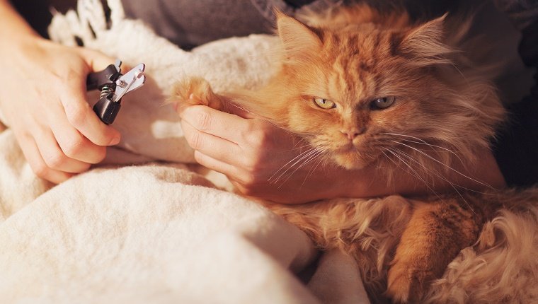 Eine orangefarbene Katze wird von einem Menschen mit einem Nagelschneider gehalten.