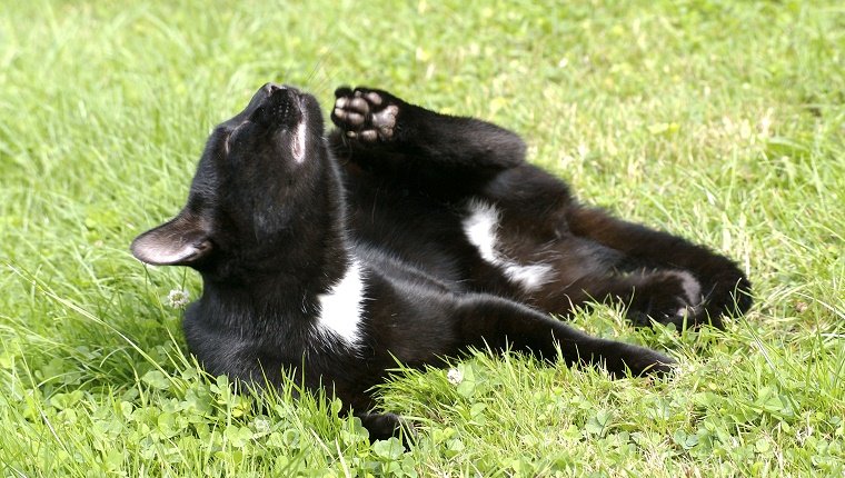 Eine schwarze Katze liegt im Gras und kratzt sich mit der Hinterpfote am Kinn.