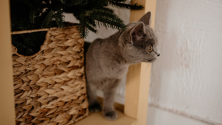 Britische Katze, die Behing Wicker Box und Weihnachtsbaum versteckt.