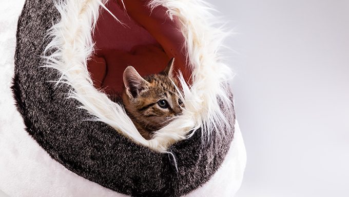Holen Sie sich das luxuriöseste Katzenbett aller Zeiten