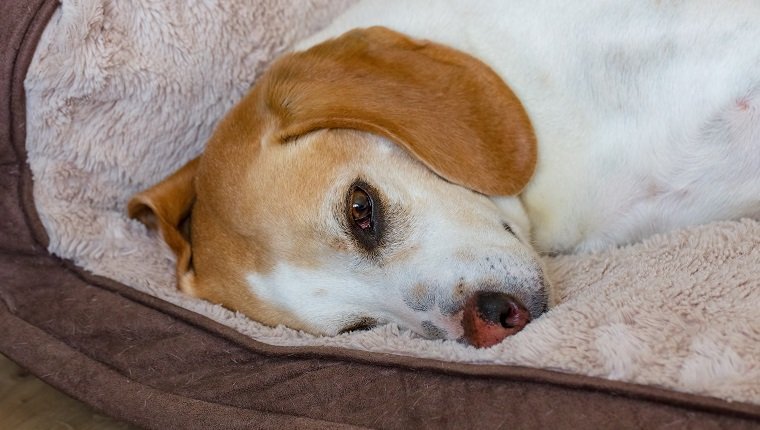 Beagle-Hund, der auf Hundebett im Wohnzimmer des Hauses liegt.