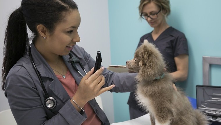 Tierarzt mit Otoskop zur Kontrolle des kleinen Hundes