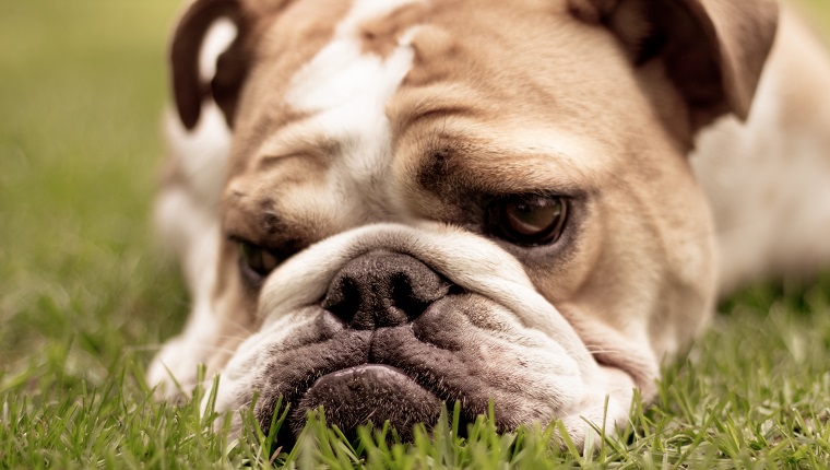 Eine niedliche englische Bulldogge, die im Gras liegt und traurig aussieht. Geringe Schärfentiefe. Konzentriere dich auf den Mund.