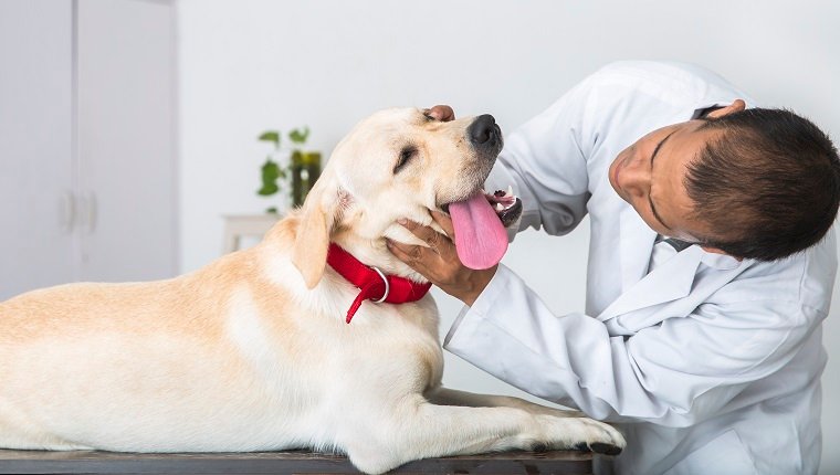 Ein junger Tierarzt führt eine ärztliche Untersuchung an einem kranken 1-jährigen Yellow Labrador Retriever durch. Er überprüft den Mund des Hundes.