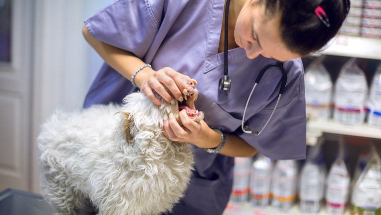 Weiblicher Tierarzt, der Mund eines Hundes untersucht