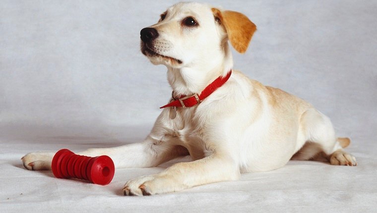 Golden Labrador Welpe liegend, mit rotem Kragen und Etikett, rotes Zahnputzspielzeug zwischen den Vorderbeinen, erhobenem Kopf, wachsamer Ausdruck, abgewinkelte Seitenansicht.