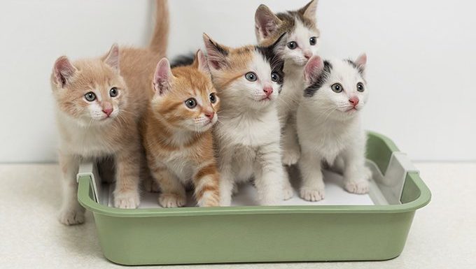 Kätzchen sitzen in einer grünen Katzentoilette
